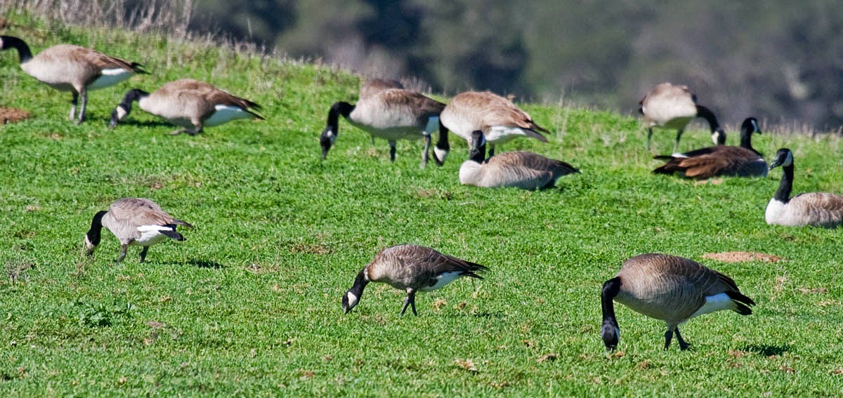 canada goose logo left or right canada goose logo left or right